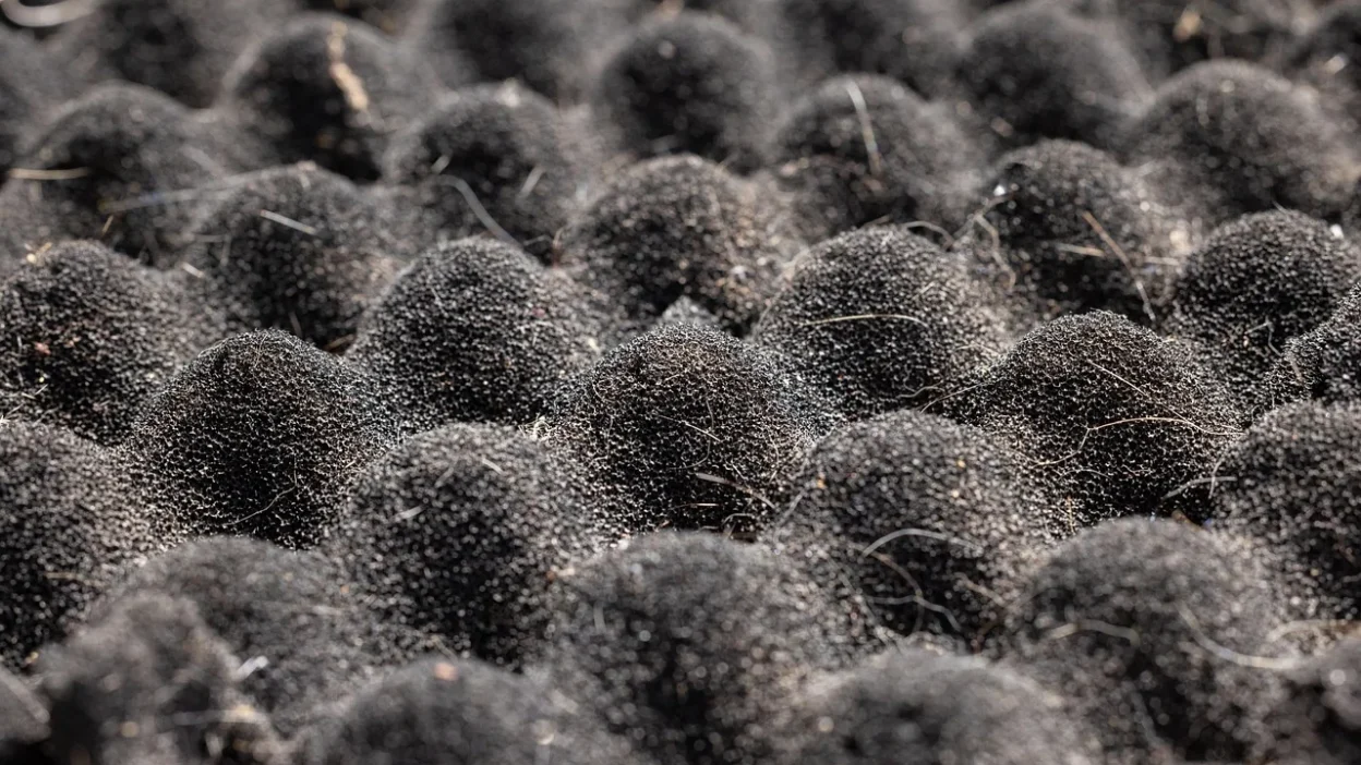 A close-up of a smelly, stained kitchen sponge next to a fresh, clean one, showing the contrast.